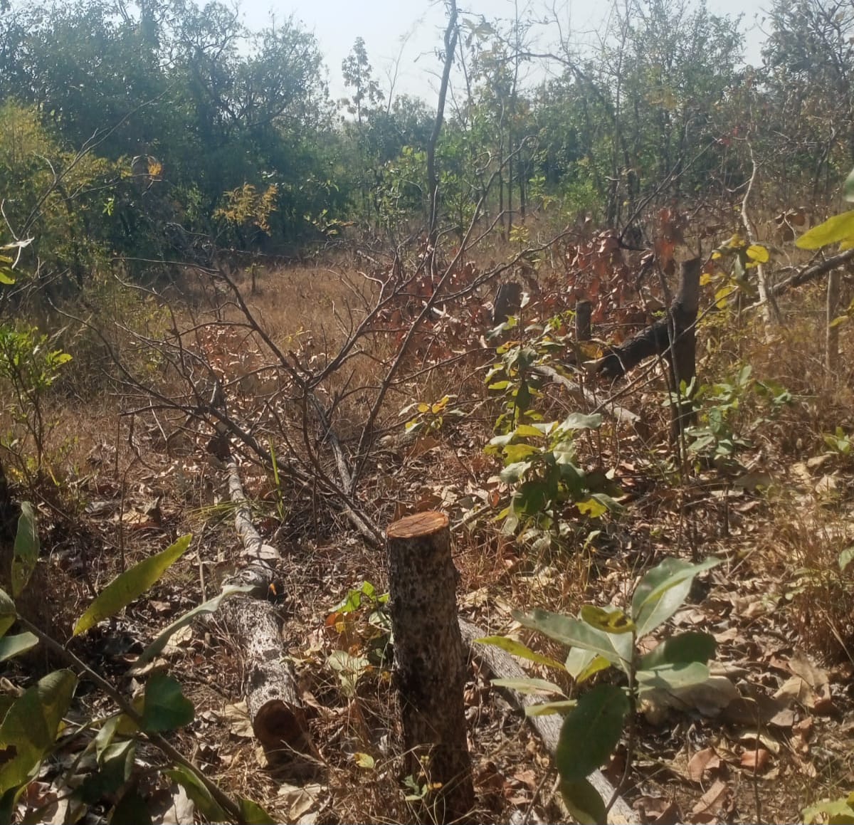 Corruption and Land Disputes Exacerbate Podu Cultivation Problem