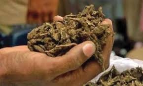 Four Detained for Ganja Consumption in Gachibowli Pubs