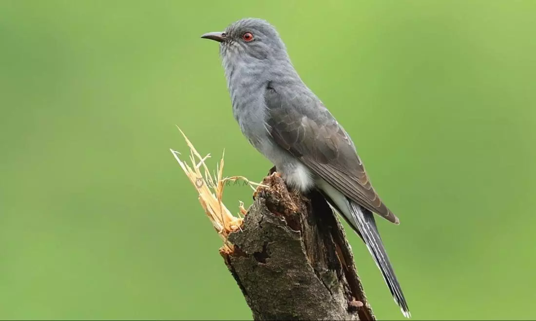 Monsoon Brings Back Melodies Of Cuckoos