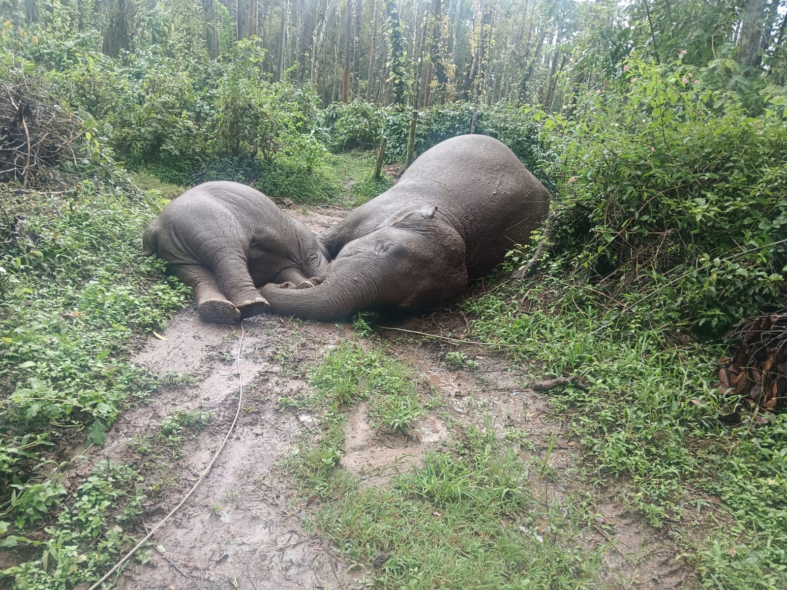 Elephant and Calf Electrocuted at Coffee Estate in Hassan