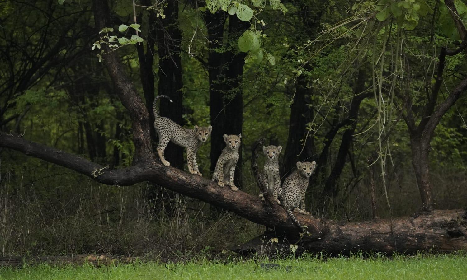 Kuno National Park Cheetahs Stray, Hunt Goats