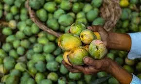 Support Price Row Puts Chittoor Mango Farmers In Crisis Support Price Row Puts Chittoor Mango Farmers In Crisis