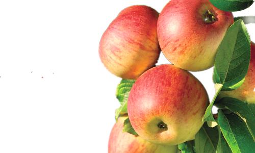 Conventional Crops In Unconventional Places