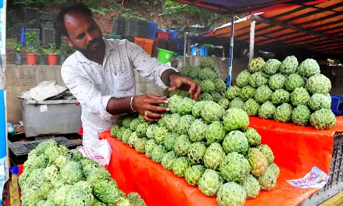 Early Arrival Of Custard Apples Sparks Enthusiasm In Markets