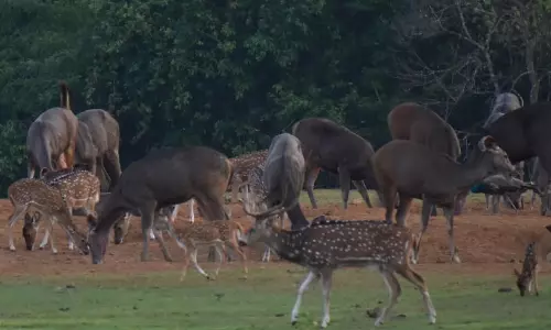 Tigers Have Very Little to Eat in Amrabad Reserve