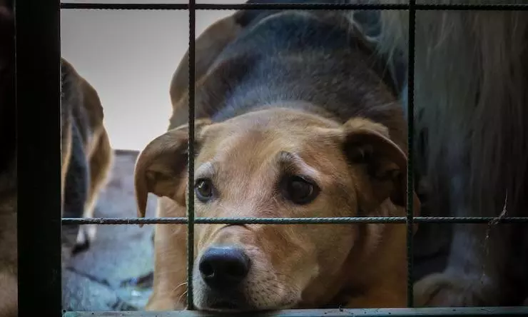 Telangana Lab Booked for Killing Animals