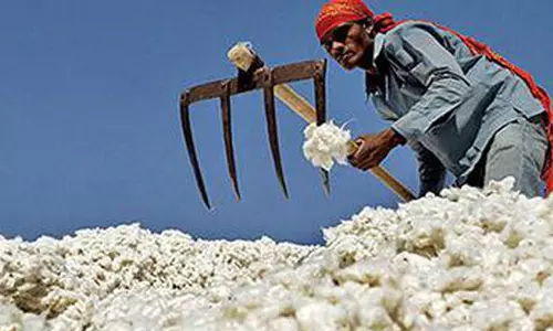 Cotton Imports Double As Production Fall To 15-Year-Low