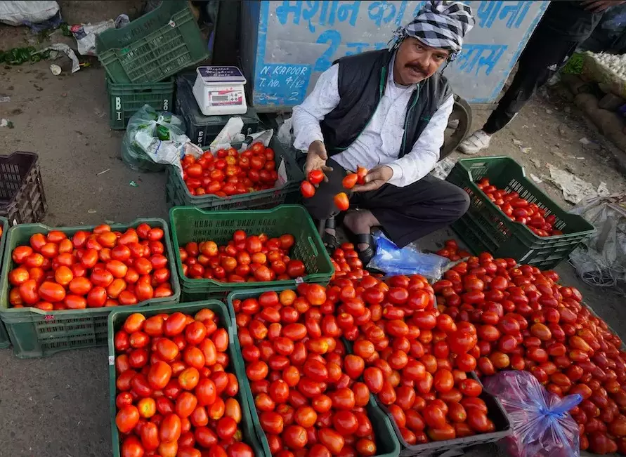 Uzi Fly Infestation Pushes Tomato Farmers Into Crisis Uzi Fly Infestation Pushes Tomato Farmers Into Crisis