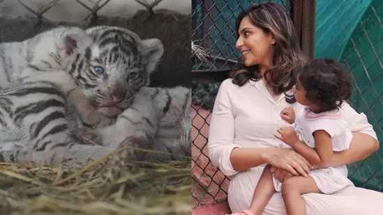 Tigress Named After Ram Charan’s Daughter Klin Kaara
