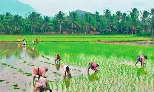 Kharif Season Preparations Kick Off in Srikakulam
