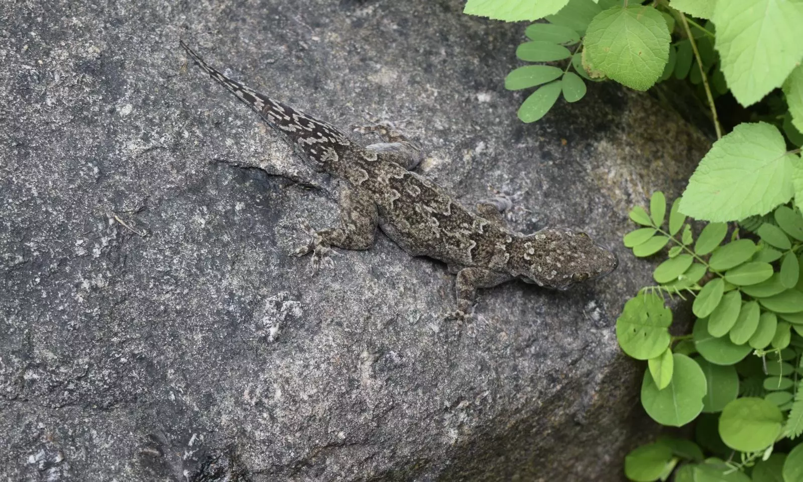 Where Have The House Lizards Gone?