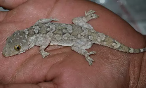 Where Have The House Lizards Gone?