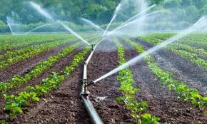 Vizianagaram Launches Fruit Garden Initiative for Farmers