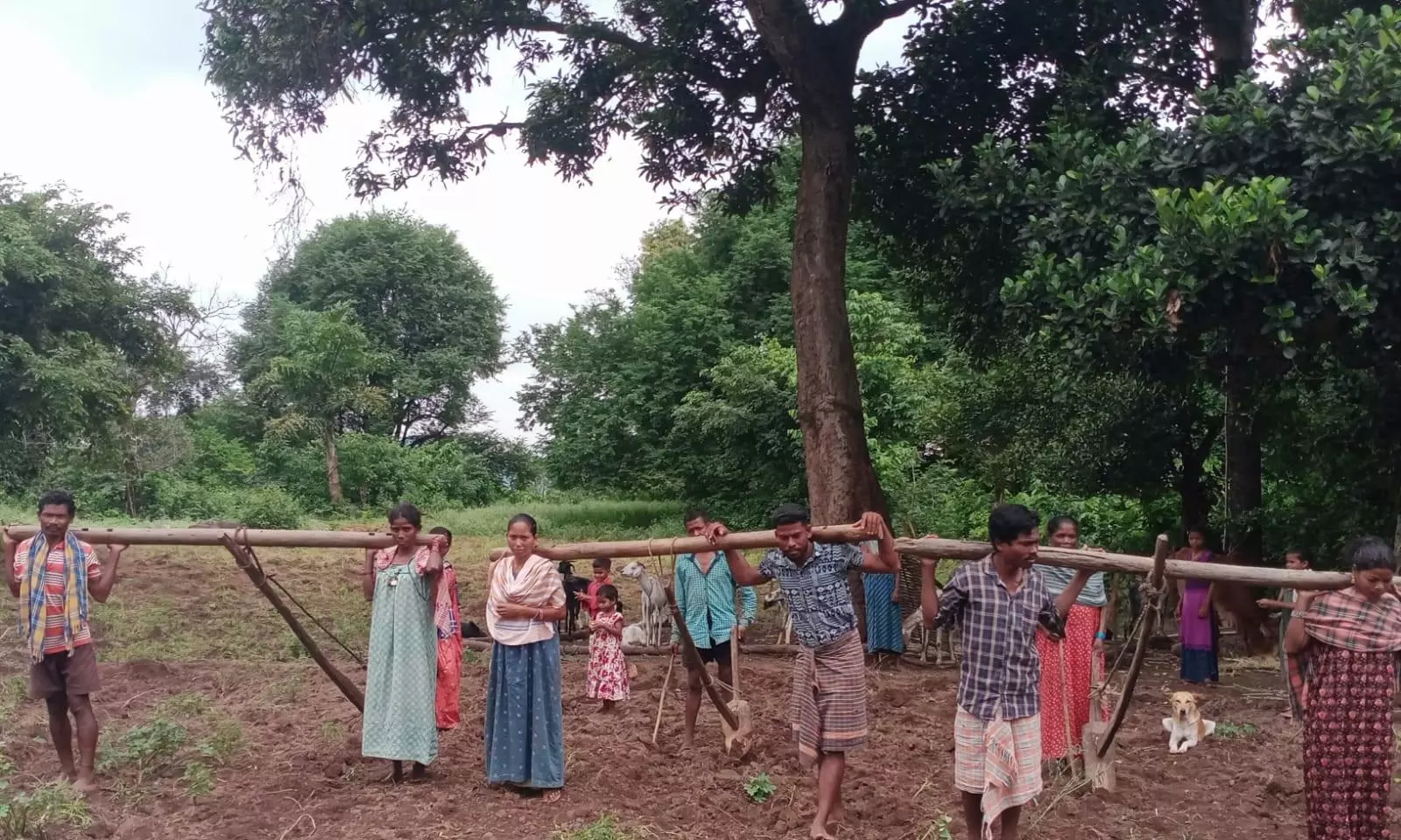 Tribals Who Lost Bulls, Cows in Tiger Attack Await Compensation for 3 Years