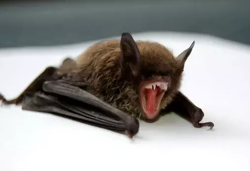 New Henipaviruses in China Bats Spark Spillover Alarm New Henipaviruses in China Bats Spark Spillover Alarm