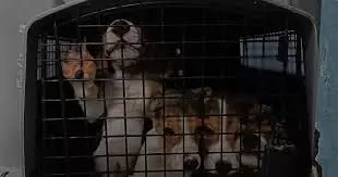 Whistleblower Exposes Major Animal Cruelty, Violations At Hyderabad Biotech Lab