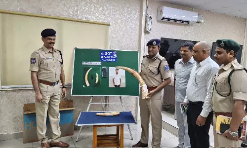 Man Smuggles Elephant Tusks Worth Crores from Seshachalam, Held Man Smuggles Elephant Tusks Worth Crores from Seshachalam, Held