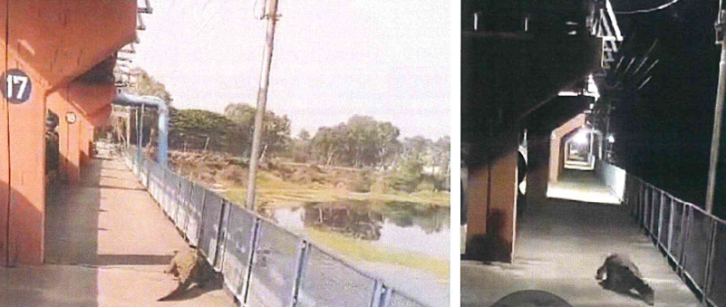 Crocodiles Threaten Drinking Water at Manjira Dam, Experts Say