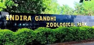 Vizag Zoo Welcomes New Baby Indian Gaur