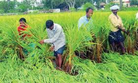 Farmers Begin Paddy Sowing After Recent Rains in Several Districts