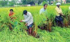 Farmers Raise Paddy Nurseries After Rains In Many Areas