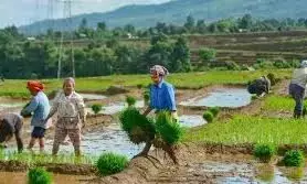 Rythu Bharosa, Rains Boost Agricultural Activities