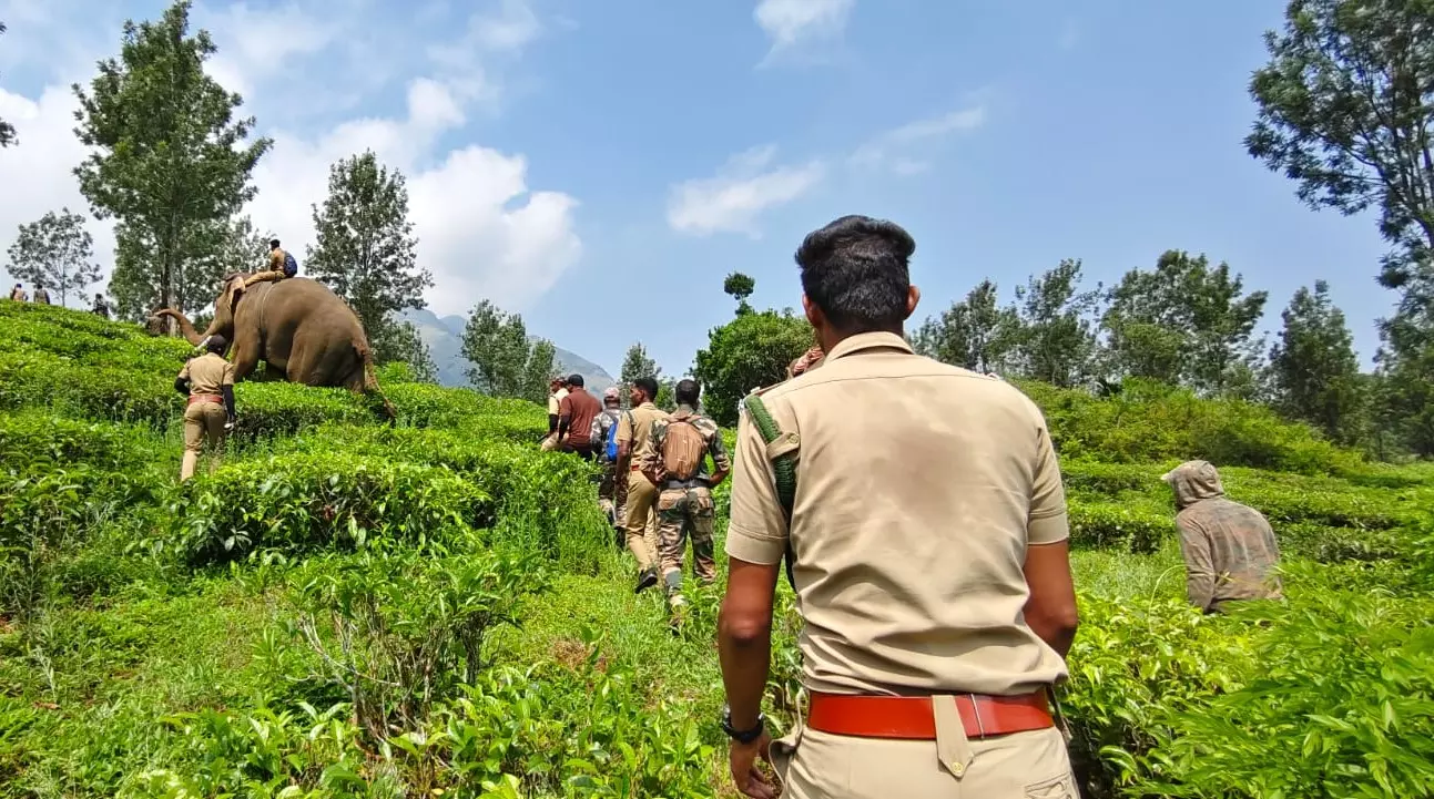 Wild Animal Fury Rocks Gods Own Country