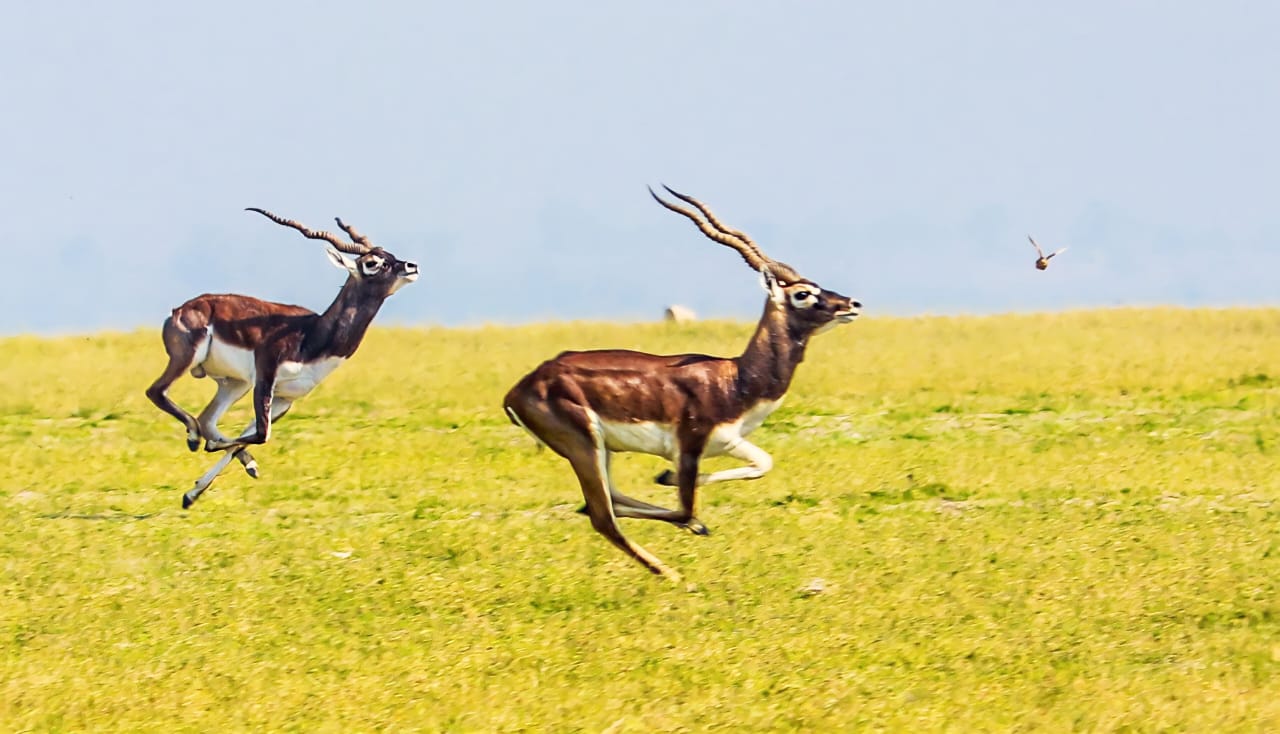 Blackbucks Thrive in Telangana's SRSP Backwaters