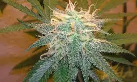 Thailand Starts Banning Sale Of Cannabis