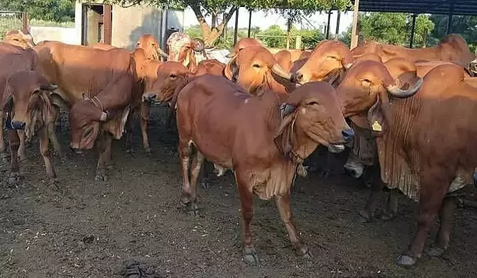Gir Cow Row Jolts Assam Farm Project