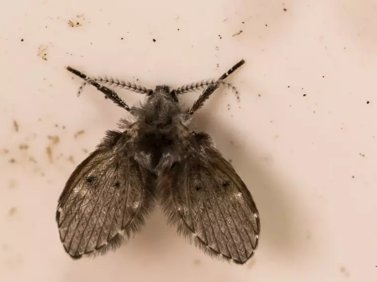 Girl in China Vomits Worms for a Month, Diagnosed With Drain-Fly Larvae Infection