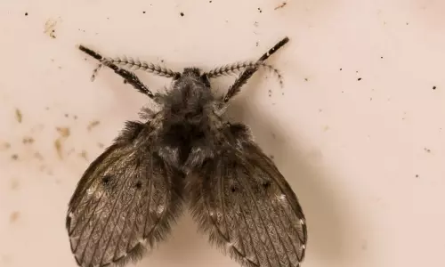 Girl in China Vomits Worms for a Month, Diagnosed With Drain-Fly Larvae Infection