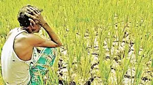 767 Farmers Committed Suicide In Maharashtra From January to March This Year