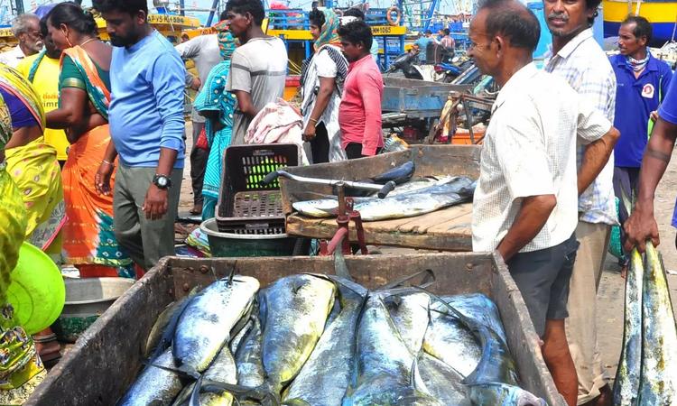 Ban on Catching Large Fish Implemented in SRSP and Others