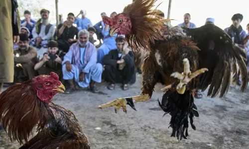 Cockfighting Thrives in Kabuls Shadows