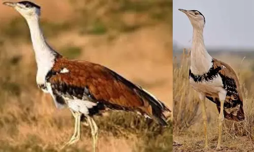 Two Wildlife Sanctuaries Fail To Fulfil Purpose In AP