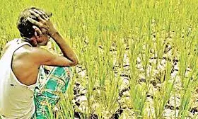 767 Farmers Committed Suicide In Maharashtra From January to March This Year