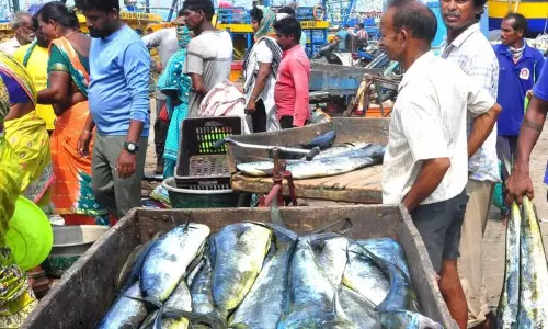 Ban on Catching Large Fish in SRSP for July, August