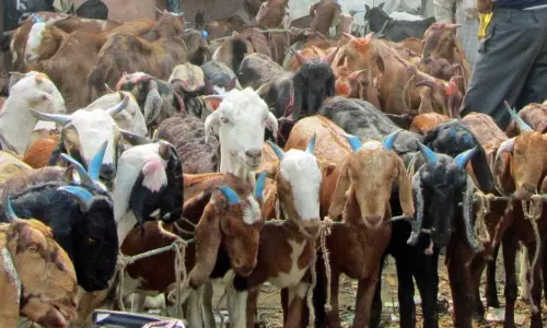 Case Against Goat Sacrifice in Telangana Temple Case Against Goat Sacrifice in Telangana Temple