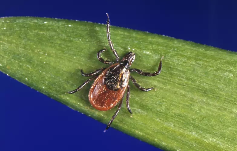 Stay Tick-Safe Year-Round: Tips for Every Season