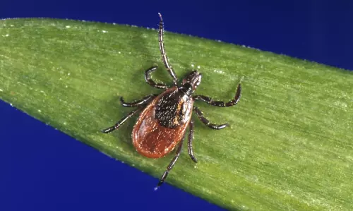 Stay Tick-Safe Year-Round: Tips for Every Season