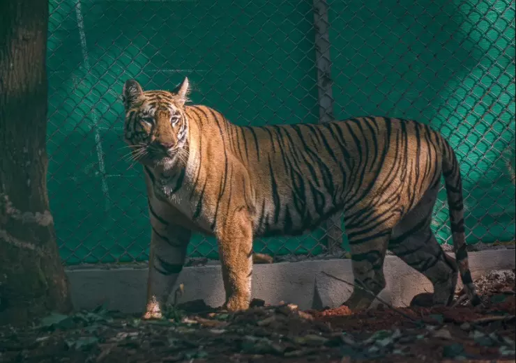 Translocated Tigress Zeenat Rewrites Similipal’s Tiger Legacy
