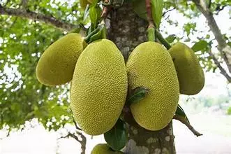 Chaka The Hero: Kerala Celebrates Jackfruit Day on July 4 Chaka The Hero: Kerala Celebrates Jackfruit Day on July 4