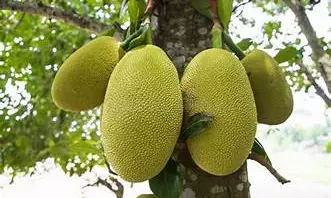 Chaka The Hero: Kerala Celebrates Jackfruit Day on July 4 Chaka The Hero: Kerala Celebrates Jackfruit Day on July 4