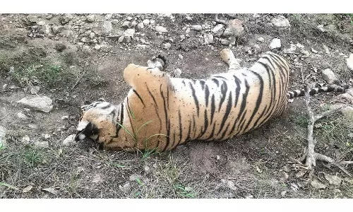 Pesticides Used In Mass Tiger Deaths in MM Hills Sanctuary, DCF, 3 Others Suspended