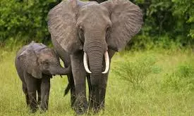 Elephant Herd Causes Brief Disruption On Tirumala Ghat Road