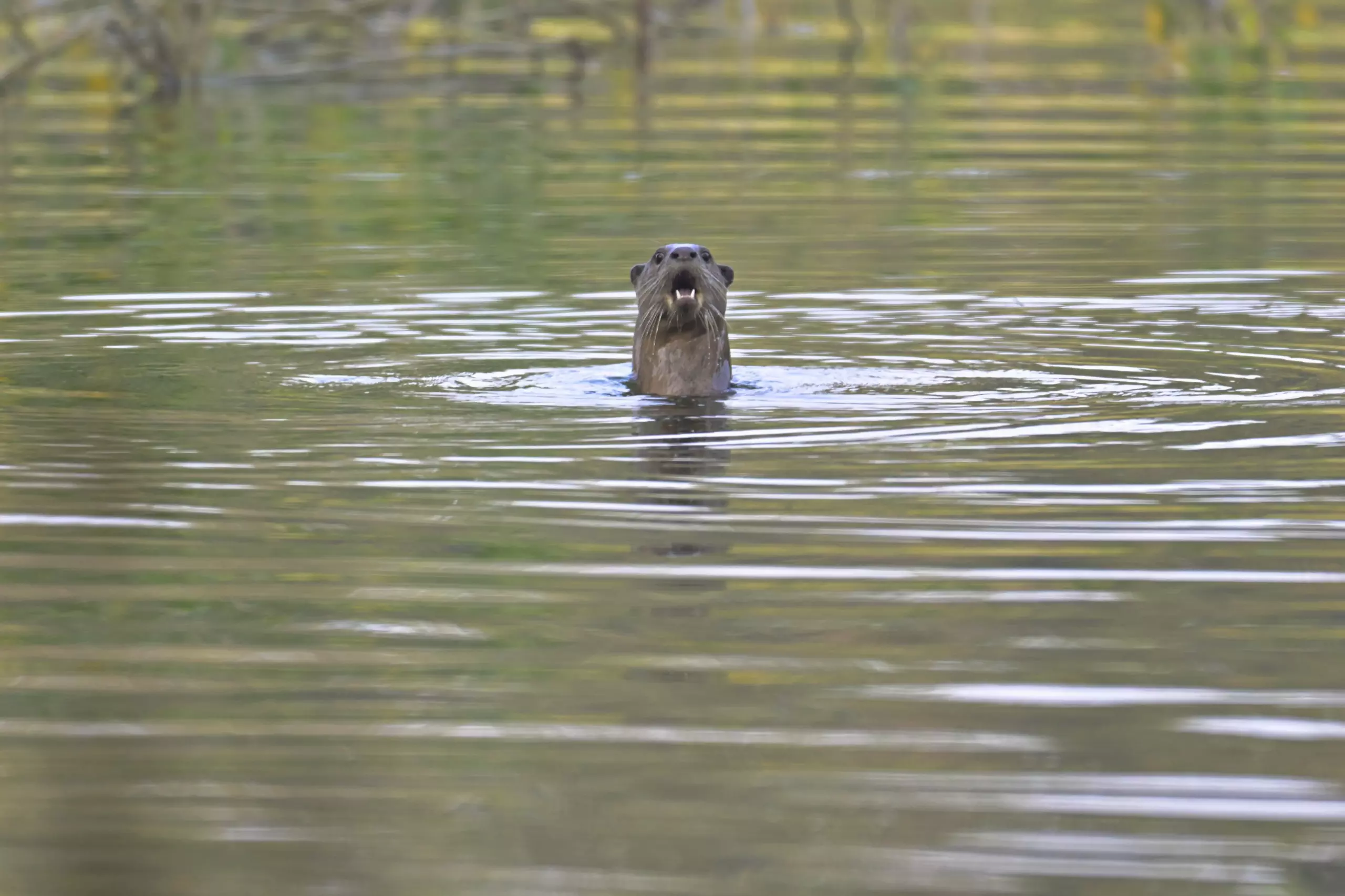 Otters Return To Godavari Waters