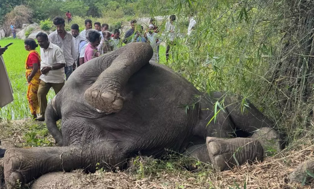 Female Elephant Found Dead Near Peddavaddu Cheruvu