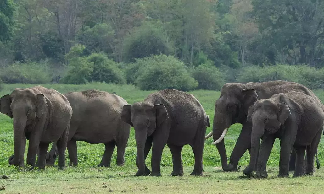 Karnataka Forms Special Task Force to Tackle Elephant Intrusions