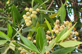 GHMC Chops Conocarpus Trees